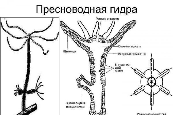 Bs gl официальный сайт blackprut com